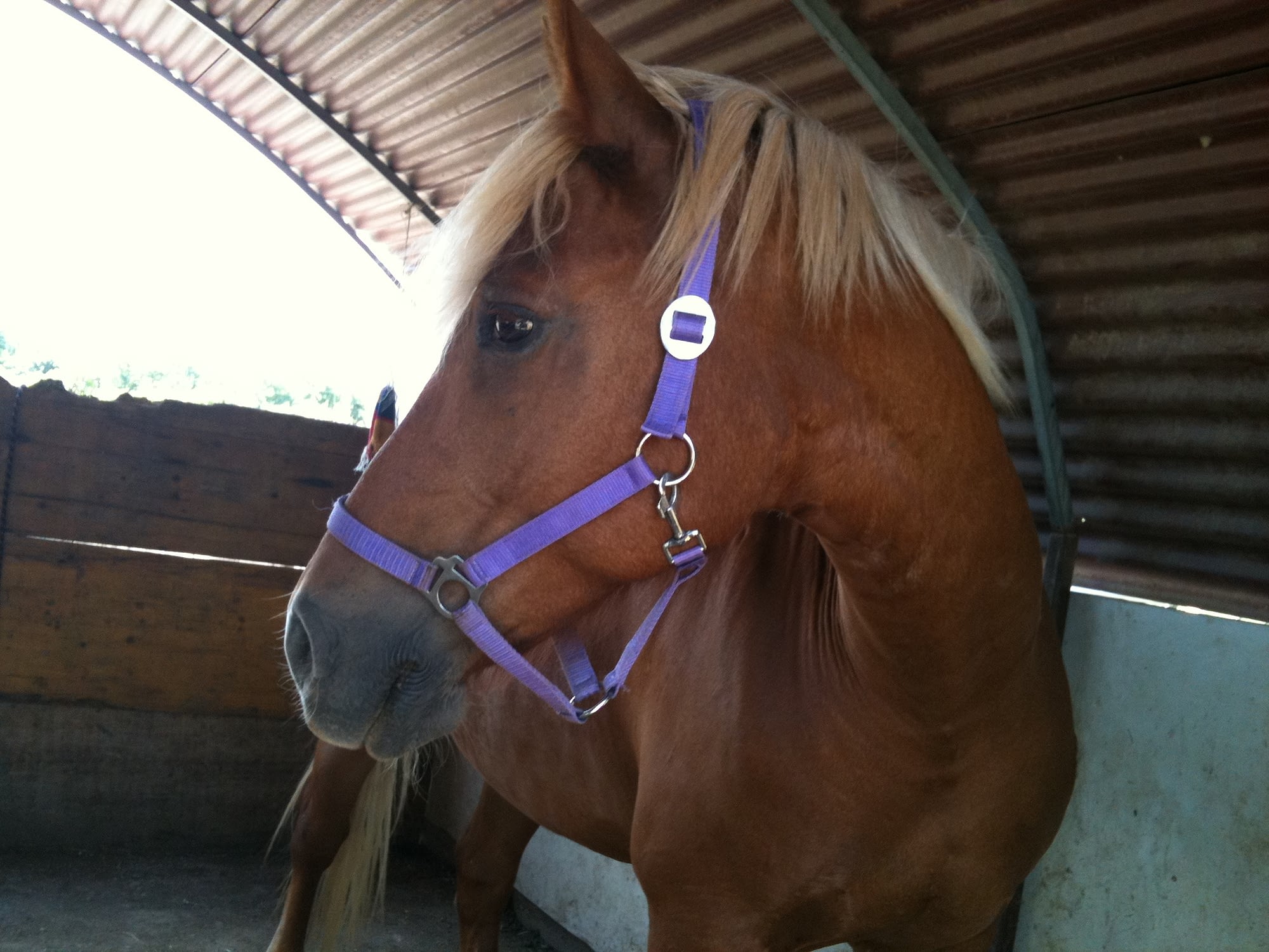 Tre giorni nel mondo dei cavalli e dei pony