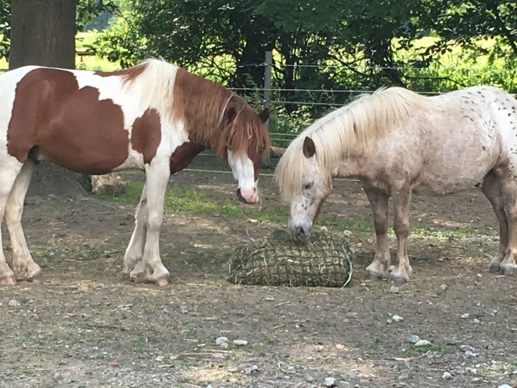 equitazione-terapeutica.ch