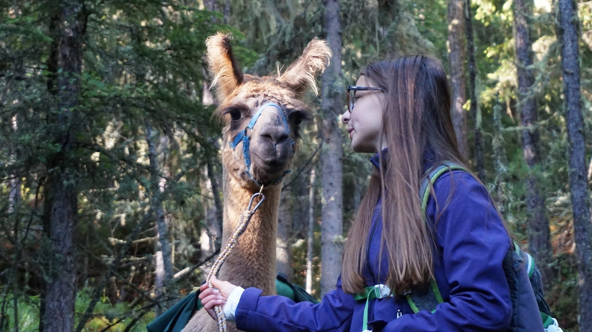 A tu per tu con i lama
