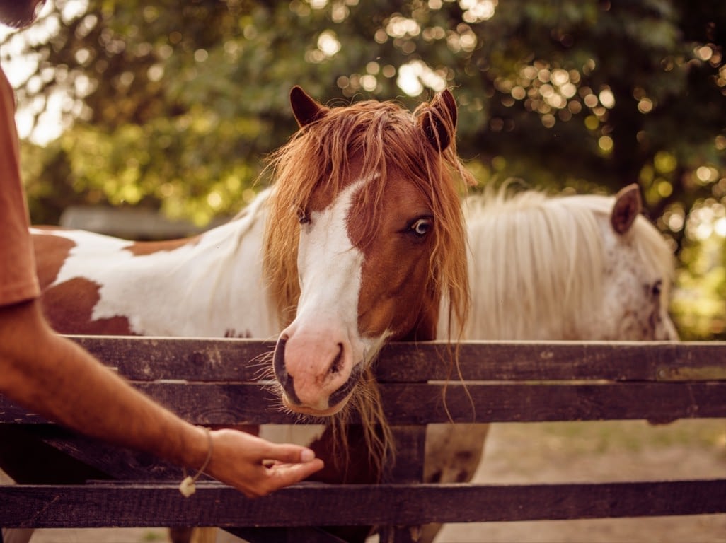 Corsi estivi di equitazione empatica