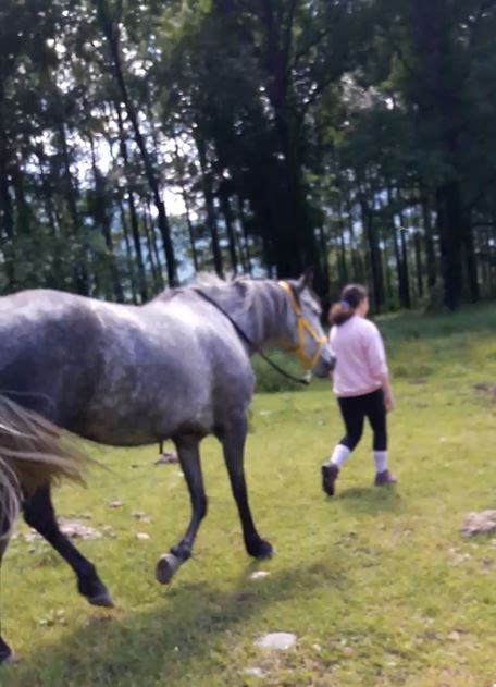 Corsi estivi - Incontrare il cavallo e scoprire sé stesso